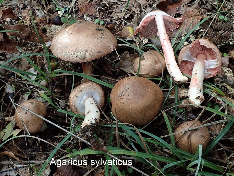Agaricus sylvaticus-amf140-1.jpg - Agaricus sylvaticus ; Syn1: Psalliota silvatica ; Syn2: Psalliota sanguinaria ; Nom français: Agaric des forêts